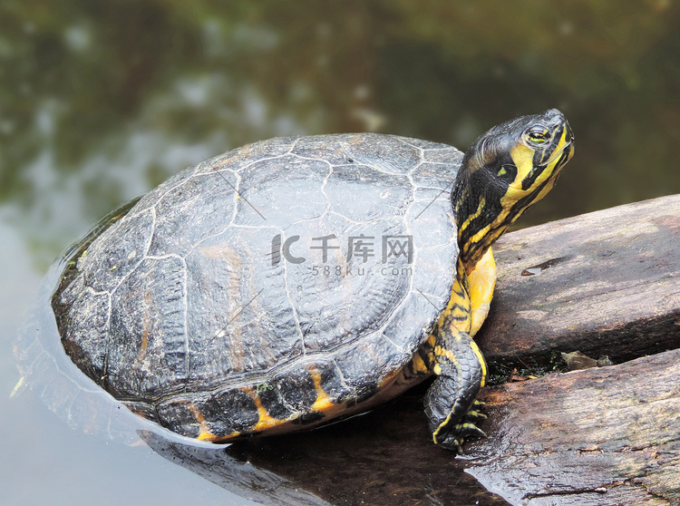水龟树干或枝上高清摄影大图-千库网