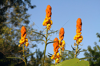 橙子橙花图片_橙子橙花素材-橙子橙花图片大全-千库网