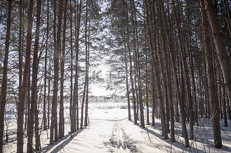 乌拉尔人图片素材_俄罗斯乌拉尔白雪覆盖的森林里阳光普照的空隙