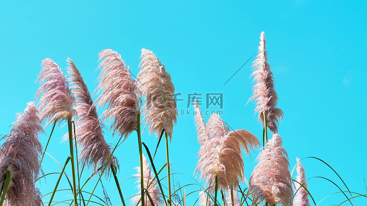 律动魅力热情节拍 - Rhythmic Charm Enthusiastic Beats