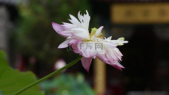 莲花寺图片素材_寺庙里盛开的荷花