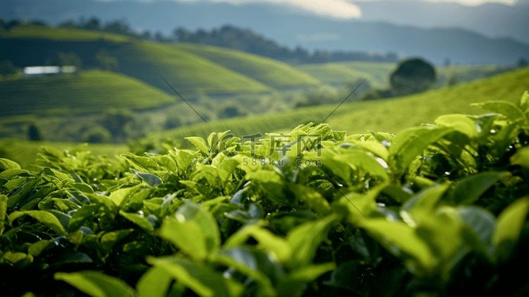 美丽的茶田茶叶特写高清摄影大图-千库网