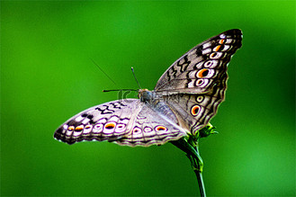 蝴蝶蝶变图片_蝴蝶蝶变素材-蝴蝶蝶变图片大全-千库网