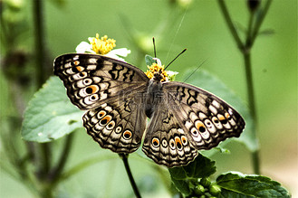 蝴蝶蝶变图片_蝴蝶蝶变素材-蝴蝶蝶变图片大全-千库网