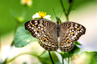 蝴蝶蝶变图片_蝴蝶蝶变素材-蝴蝶蝶变图片大全-千库网