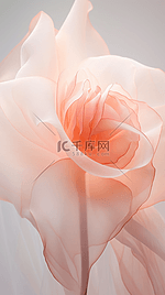 柔和桃色渐变半透明玫瑰花背景图