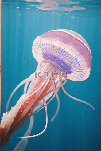 体态轻盈的水母在水里游动的图片8