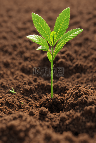 春天泥土里的植物发芽摄影图3
