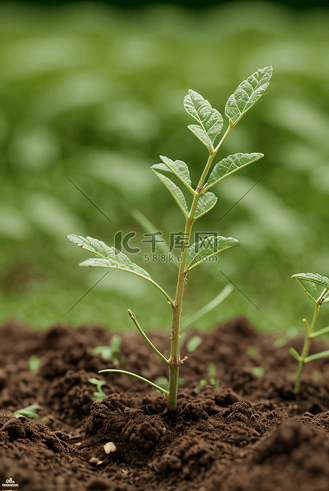 春天泥土里的植物发芽摄影图2