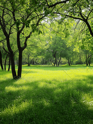自然风景草地草坪树木环境