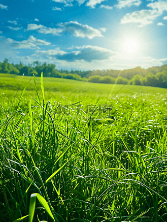 春天阳光复苏绿色草地