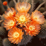 沙漠仙人掌的橙色花簇