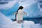 南极冰层中的企鹅