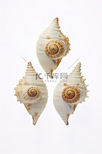 白色背景中的 3 个小海蜗牛壳
