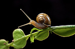 植物茎上的蜗牛