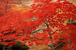 一棵叶子颜色的红枫树