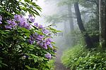 沿着小路，雾绿树荫下的紫色花朵