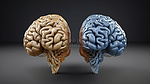 渲染的 3D 大脑角色正面和侧面视图