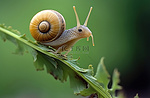松鼠 蜗牛 耳廓 耳廓