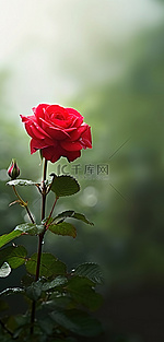 一朵红玫瑰生长在树荫下