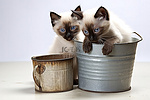一对可爱的丝质暹罗小猫站在塑料桶里