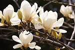 玉兰树上的白色花朵已经开放