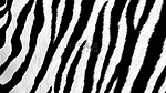 斑马纹图案平面背景2