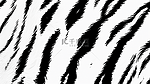 斑马纹图案平面背景4