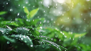 高清摄影图片图片素材雨季森林下雨树叶的摄影5高清图片