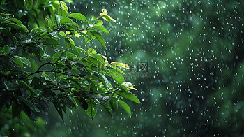 雨季下雨户外森林的摄影12高清图片