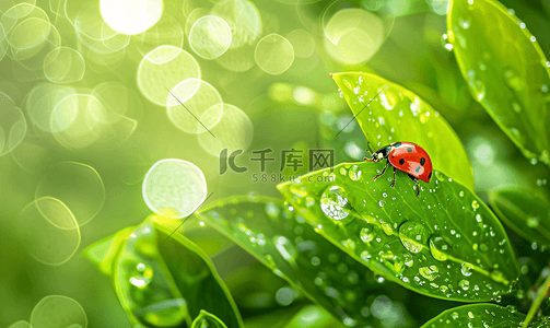 地球绿叶摄影照片雨天绿叶上的瓢虫摄影9