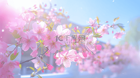 盛开的美丽樱花摄影30