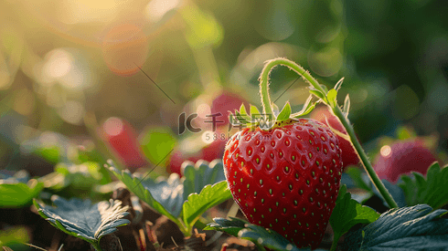 新鲜水果草莓摄影31