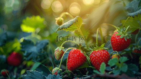 新鲜水果草莓摄影34