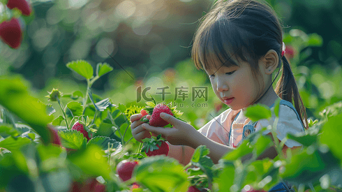 采摘草莓的儿童摄影9