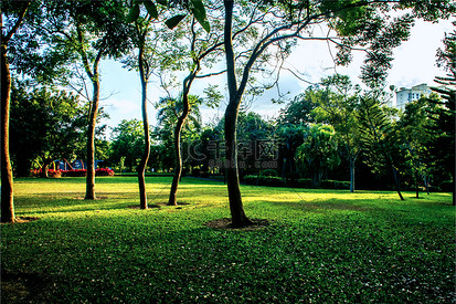 公园草坪植被树林