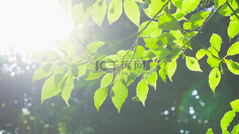 实拍夏日光影阳光穿过树叶树林