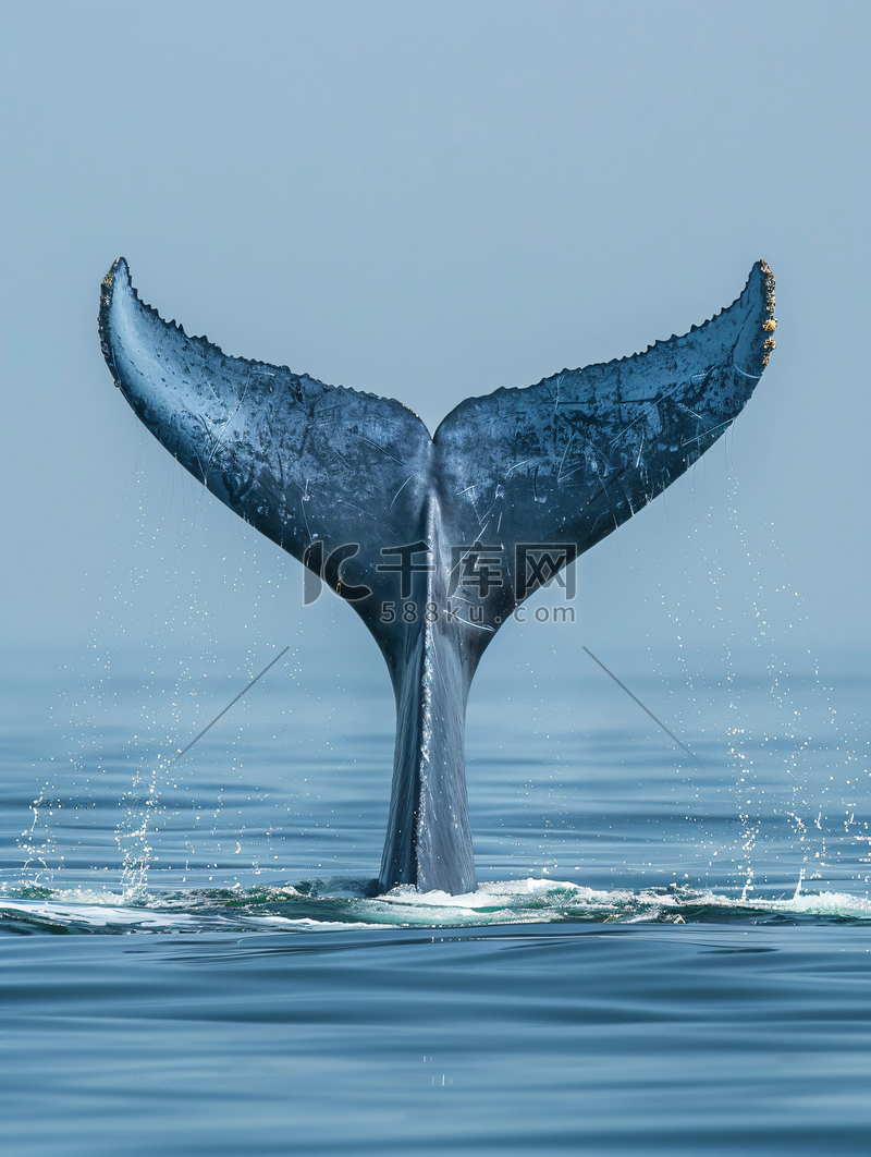 蓝鲸是世界上最大的动物尾巴细节高清摄影大图-千库网