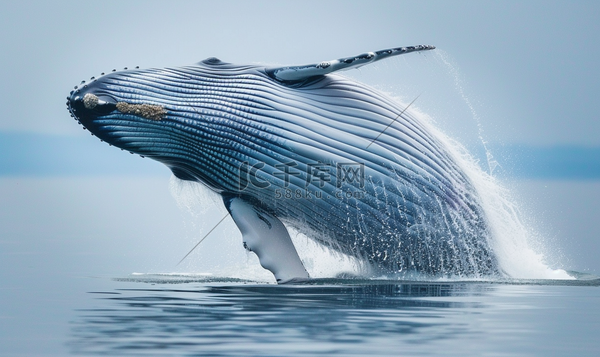 蓝鲸是世界上最大的动物高清摄影大图-千库网