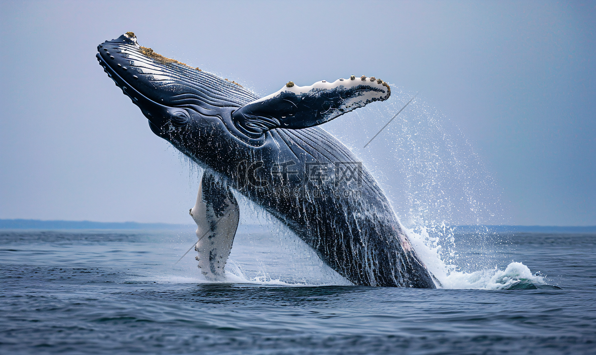 蓝鲸是世界上最大的动物高清摄影大图-千库网