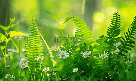 草和西洋蓍草花中亮绿色的蕨叶