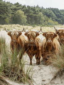 荷兰瓦瑟纳尔沙丘上的高地牛