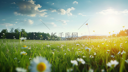 夏天阳光草地草坪图片