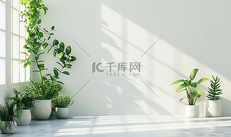 居中背景高清背景图片_常被用作室内装饰的家居植物简约自然概念