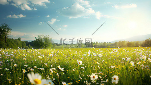 夏天阳光草地草坪图片