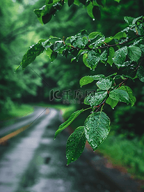 乡村道路和树木背景下雨后绿叶湿润的树枝