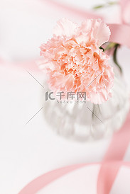 康乃馨花朵母亲节图片