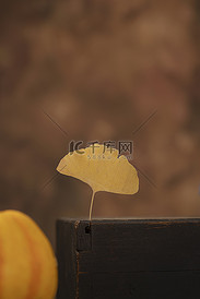 秋季落叶银杏叶图片