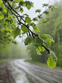 乡村道路和树木背景下雨后绿叶湿润的树枝