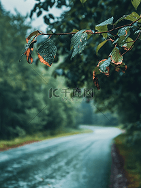 乡村道路和树木背景下雨后绿叶湿润的树枝